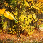 Il Bosco del Parco di Villa Meli Lupi