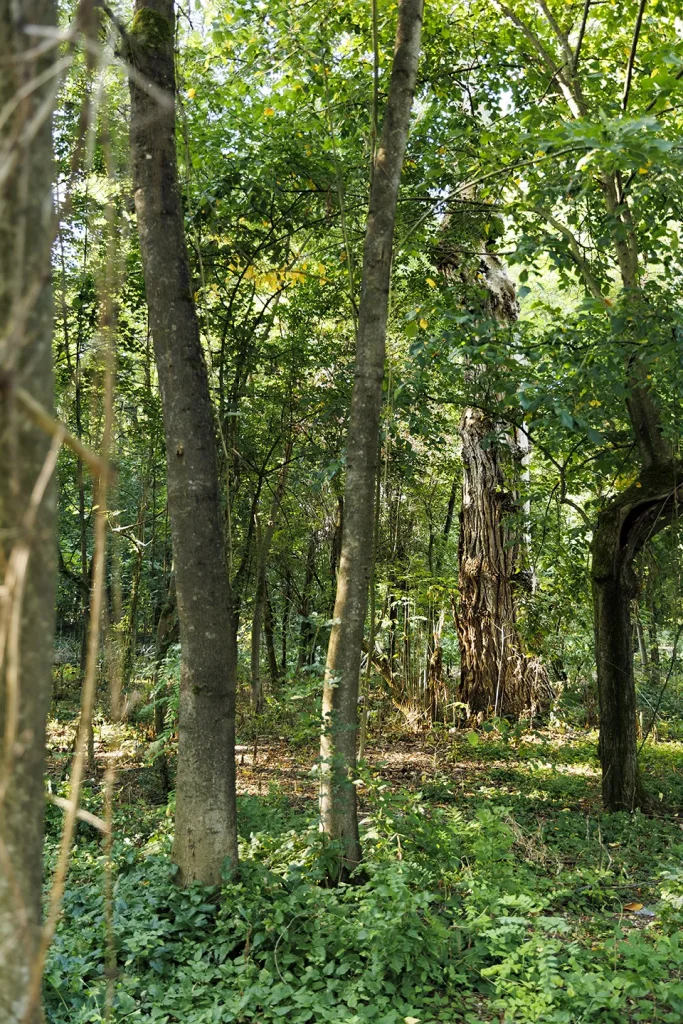 Il Bosco del Parco di Villa Meli Lupi