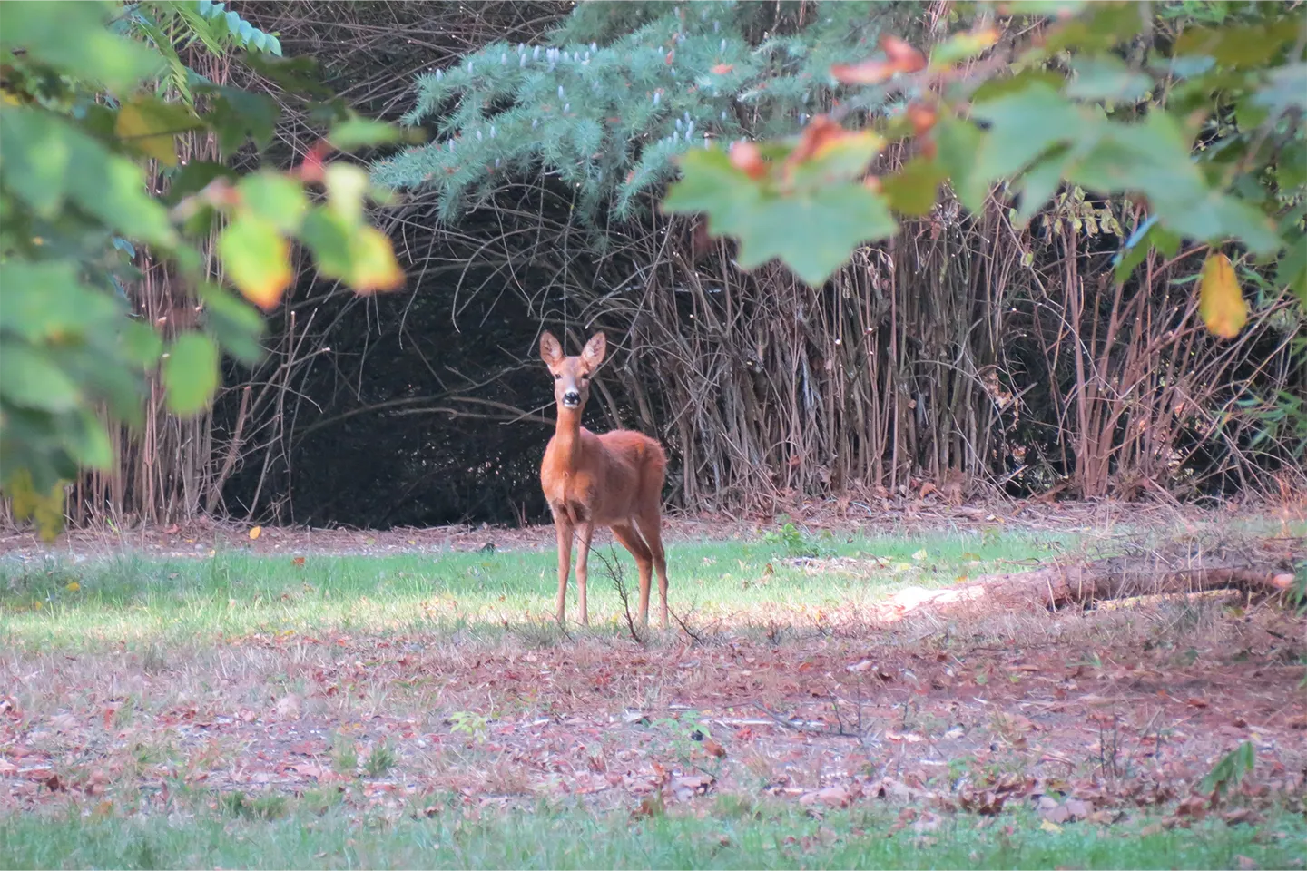 Il Bosco del Parco di Villa Meli Lupi