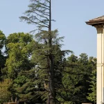 Grande Cedro del Libano del Parco di Villa Meli Lupi