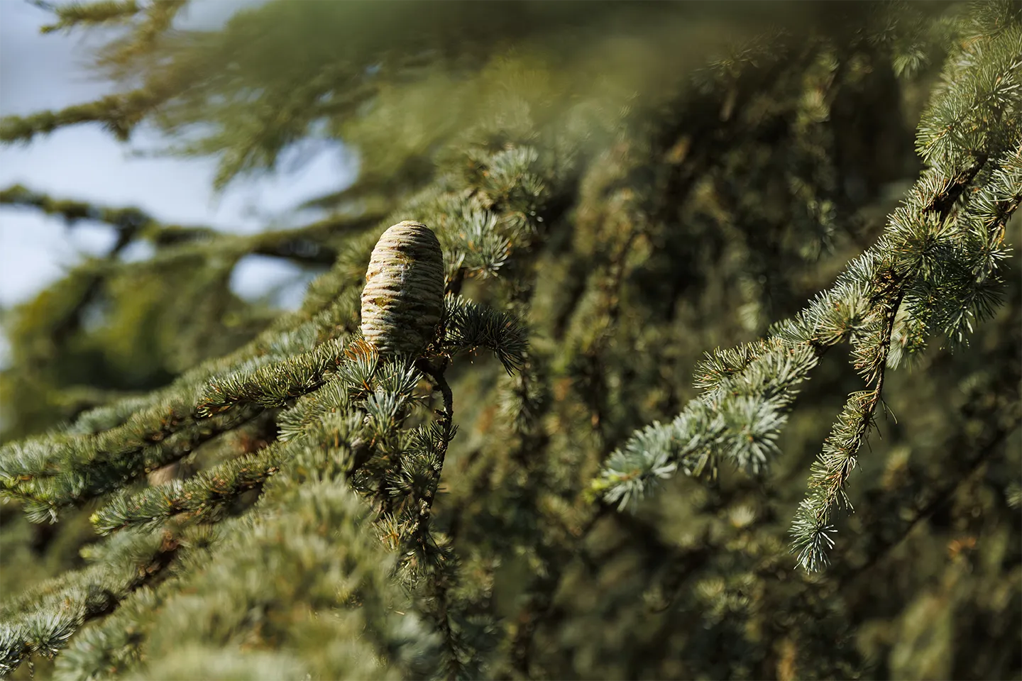 Great Lebanon Cedar of the Park of Villa Meli Lupi