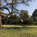 Villa Meli Lupi di Soragna Tarasconi