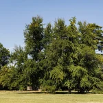 Il gruppo di Ginkgo biloba nel Parco Romantico della Villa Meli Lupi