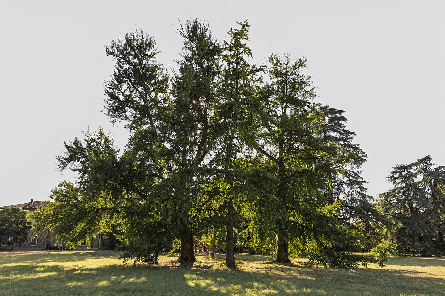 Il gruppo di Ginkgo biloba nel Parco Romantico della Villa Meli Lupi