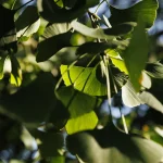 Il gruppo di Ginkgo biloba nel Parco Romantico della Villa Meli Lupi