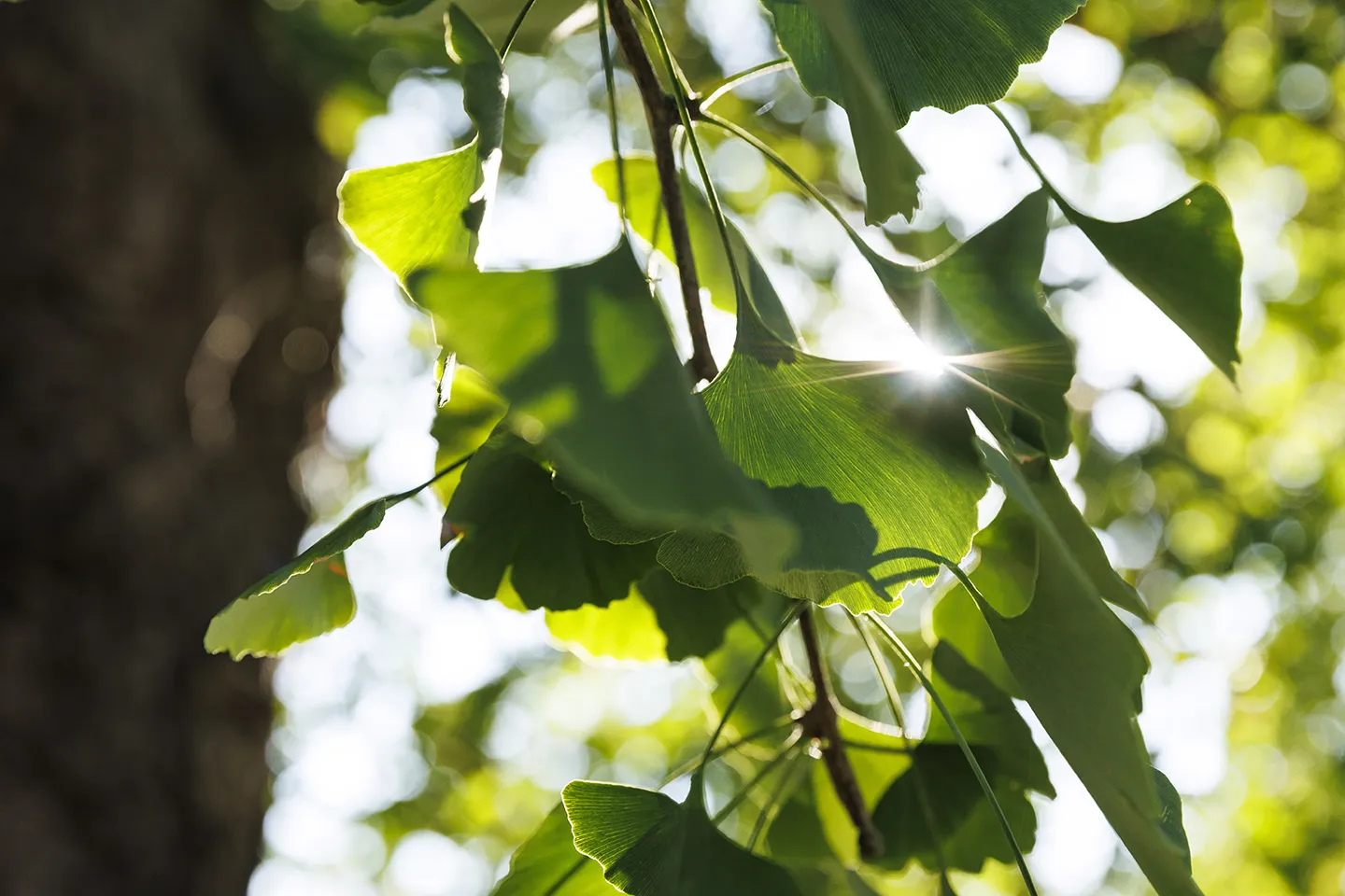 The Ginkgo biloba group in the Romantic Park of Villa Meli Lupi