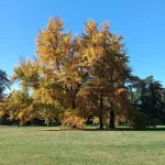 Il gruppo di Ginkgo biloba nel Parco Romantico della Villa Meli Lupi