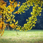 Il gruppo di Ginkgo biloba nel Parco Romantico della Villa Meli Lupi