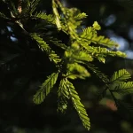 storia del Parco romantico di Villa Meli Lupi