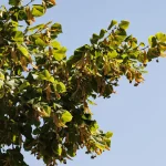 Il gruppo di tigli nel parco di Villa Meli Lupi