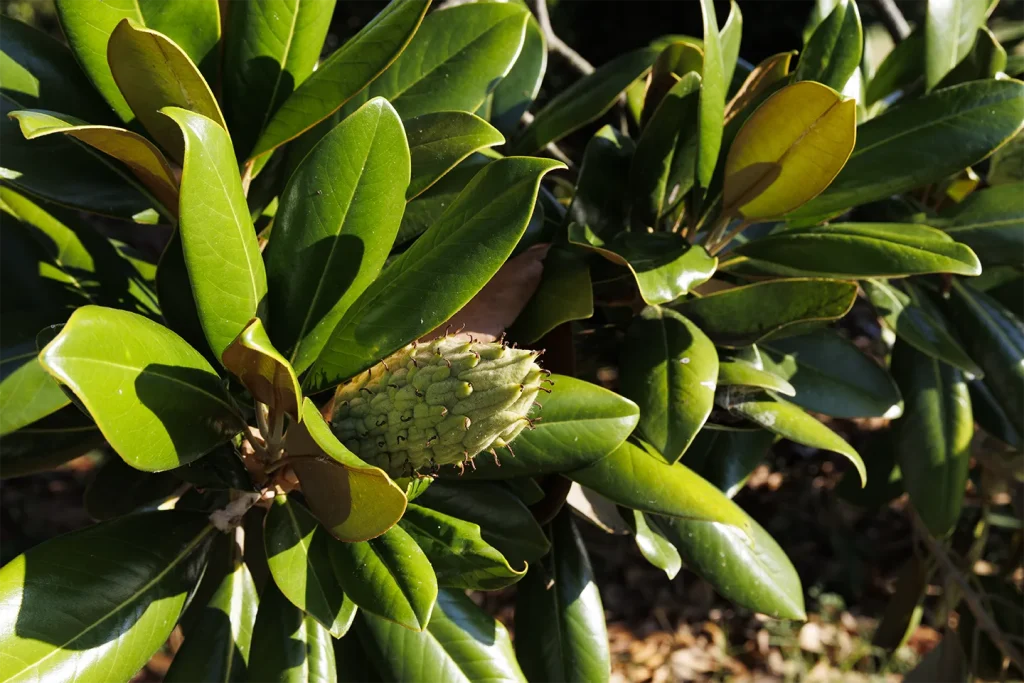 The great Magnolia grandiflora of Villa Meli Lupi