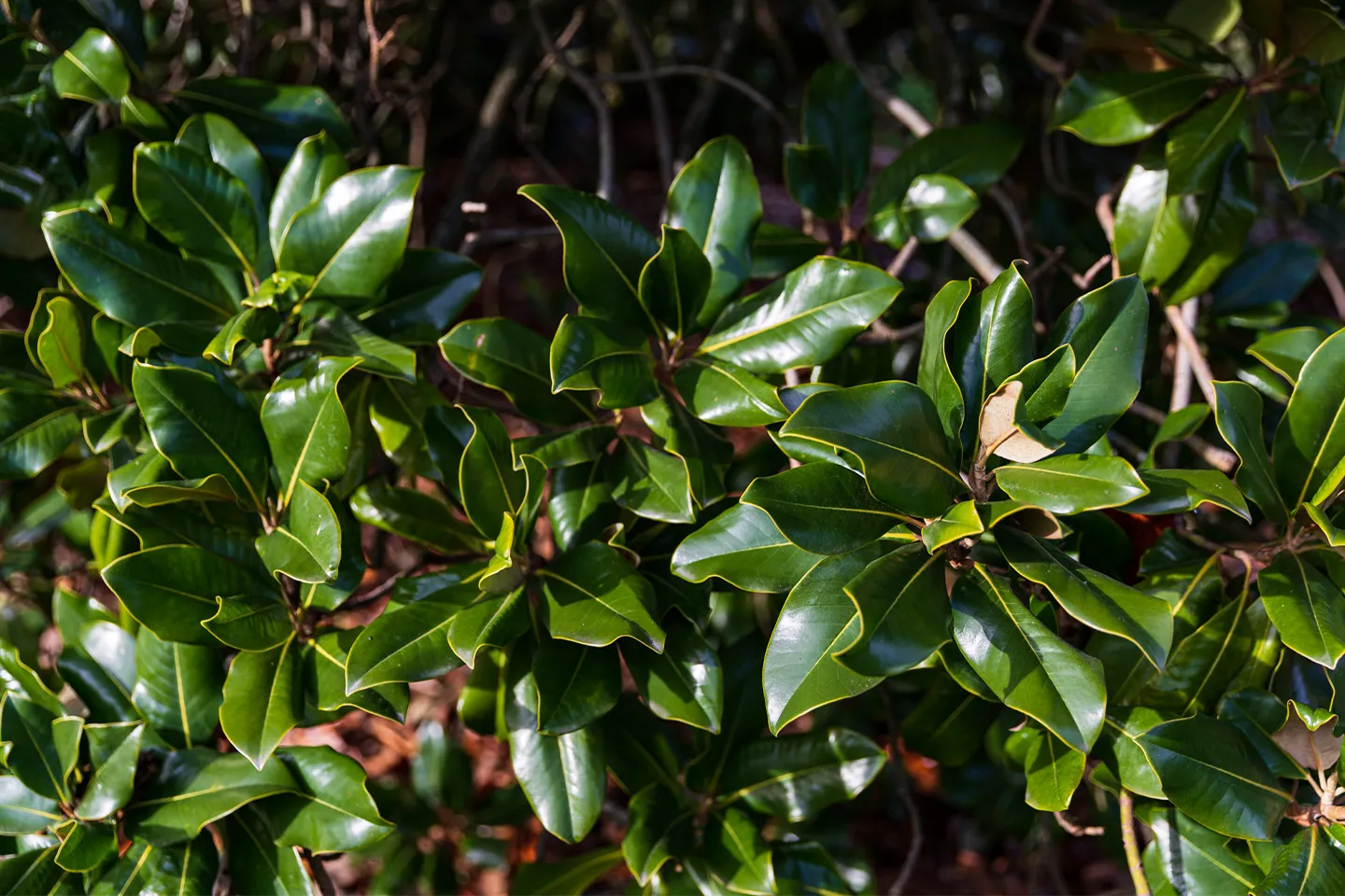 The great Magnolia grandiflora of Villa Meli Lupi