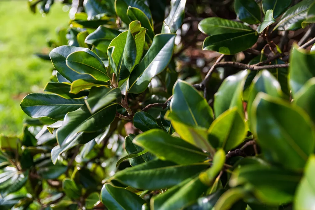 The great Magnolia grandiflora of Villa Meli Lupi