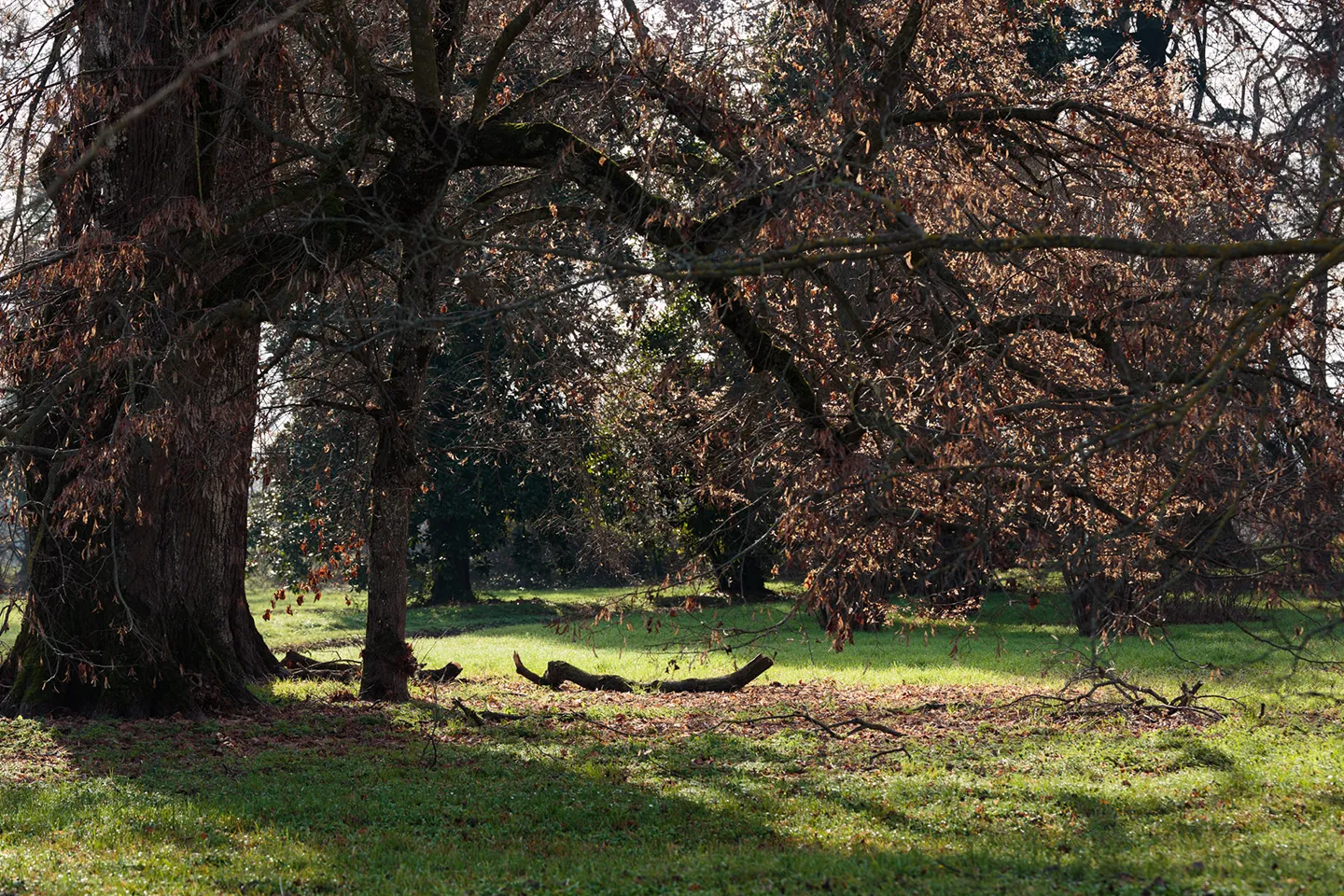 Il gruppo di tigli nel parco di Villa Meli Lupi