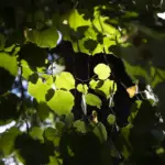 Il gruppo di tigli nel parco di Villa Meli Lupi