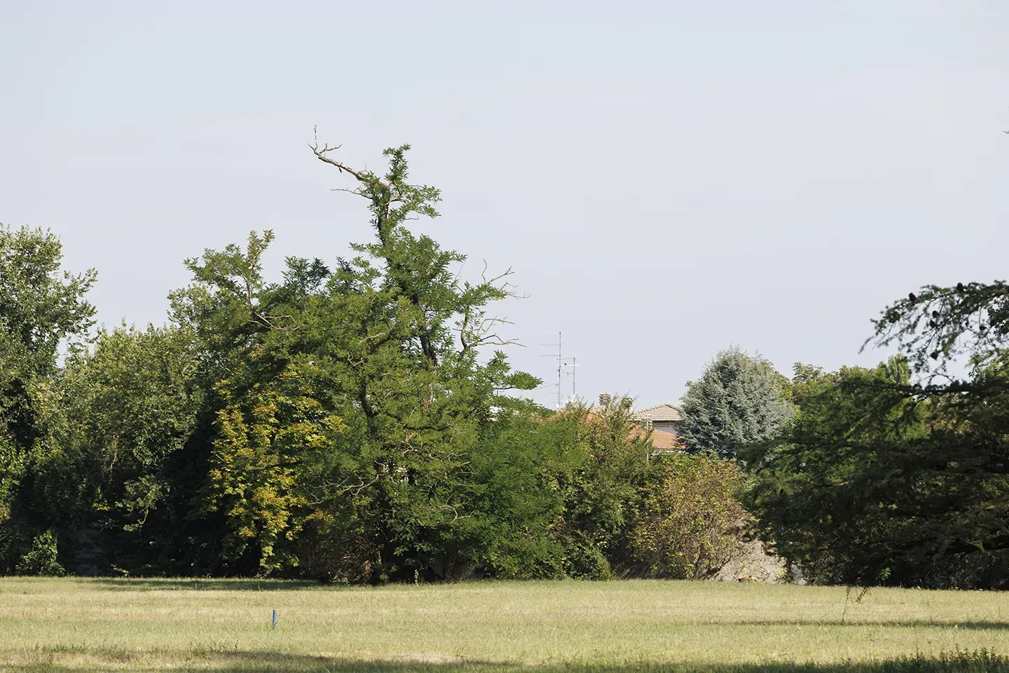 Robinia pseudoacacia